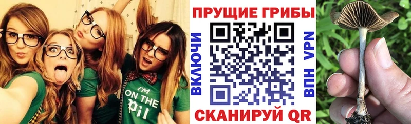 Псилоцибиновые грибы мицелий Купить закладки Балахна